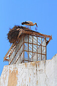 Portugal, Algarve. Faro. Stork.