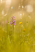 Grünflügelige Orchidee ,Orchis morio, blühend, wächst auf Wiese im Abendsonnenlicht, Marden Meadow Nature Reserve, Kent, England, Vereinigtes Königreich, Europa