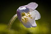 Wood anemone ,Anemone nemorosa, flowering, head closed, growing in woodland habitat, Kent, England, United Kingdom, Europe