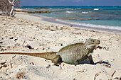 A Turks and Caicos rock iguana ,Cyclura carinata, on Little Water Cay, Providenciales, Turks and Caicos, in the Caribbean, West Indies, Central America