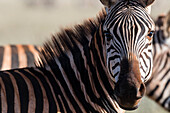 Porträt eines gemeinen Zebras ,Equus Quagga, der die Kamera, Tsavo, Kenia, Ostafrika, Afrika betrachtet