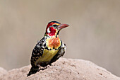 A red-and-yellow barbet ,Trachyphonus erythrocephalus, on a termite mound, Tsavo, Kenya, East Africa, Africa