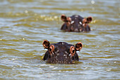 Close up of hippos ,Hippopotamus amphibius, submerged in Lake Gipe, Tsavo, Kenya, East Africa, Africa