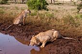 Zwei Löwen ,Panthera leo, an einem Wasserloch, einer trinkend, Tsavo, Kenia, Ostafrika, Afrika