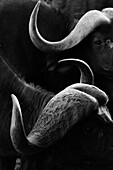 Close up portrait of an African buffalo ,Syncerus caffer, at a waterhole, Tsavo, Kenya, East Africa, Africa