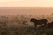 Ein Löwe ,Panthera leo, bei Sonnenuntergang stehend, Tsavo, Kenia, Ostafrika, Afrika