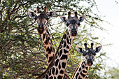 Three Maasai giraffes ,Giraffa camelopardalis tippelskirchi, looking at the camera, Tsavo, Kenya, East Africa, Africa