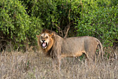 Ein männlicher Löwe ,Panthera Leo, flehmen Grimasse, Tsavo, Kenia, Ostafrika, Afrika