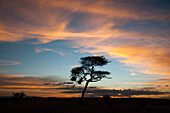 Eine Akazie bei Sonnenuntergang, Tsavo, Kenia, Ostafrika, Afrika