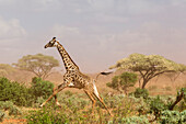 Eine Maasai-Giraffe ,Giraffa camelopardalis tippelskirchi, läuft in einem Staubsturm, Tsavo, Kenia, Ostafrika, Afrika