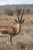 A Grant's gazelle ,Gazella granti, looks into the camera, Tsavo, Kenya, East Africa, Africa