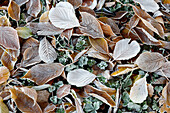 Frost bedeckte Blätter, Gloucestershire, England, Vereinigtes Königreich, Europa