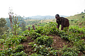 A man works on the kitchen garden at Ngwino Nawe, a centre for disabled children in the far south west of Rwanda, Africa