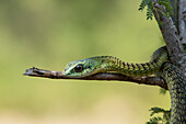 Boomslang ,Baumschlange, ,Dispholidus typus, Hoedspruit, Greater Kruger, Südafrika, Afrika