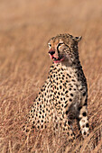Männlicher Gepard ,Acinonyx jubatus, Mund durch Fütterung mit Blut befleckt, Lemek Conservancy, Masai Mara, Kenia, Ostafrika, Afrika