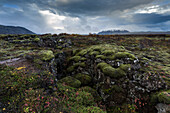 Moosige Landschaft mit Spalten, Nationalpark Pingvellir ,Thingvellir, UNESCO Weltkulturerbe, in der Nähe von Reykjavik, Island, Polarregionen