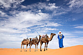 Kamele werden über Dünen des Erg Chebbi Sandmeeres, Teil der Sahara nahe Merzouga, Marokko, Nordafrika, Afrika geführt