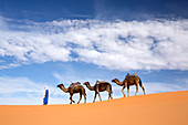 Kamele werden über Dünen des Erg Chebbi Sandmeeres, Teil der Sahara nahe Merzouga, Marokko, Nordafrika, Afrika geführt