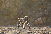 Chacma Pavian ,Papio ursinus, Krüger Nationalpark, Südafrika, Afrika