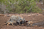 Tüpfelhyäne ,Crocuta crocuta, und Schwarzrückenschakal ,Canis mesomelas, an einem Zebrakadaver, Krüger Nationalpark, Südafrika, Afrika