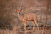 Greater kudu ,Tragelaphus strepsiceros, bull, Kruger National Park, South Africa, Africa