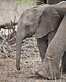 Afrikanischer Elefant ,Loxodonta africana, juvenile, Krüger Nationalpark, Südafrika, Afrika