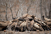Haufen von afrikanischen Weißrückengeier ,Gyps Africanus, kämpfen an einem Kadaver, Kruger National Park, Südafrika, Afrika