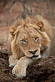 Löwe ,Panthera leo, Krüger Nationalpark, Südafrika, Afrika