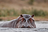 Nilpferd ,Hippopotamus amphibius, Krüger Nationalpark, Südafrika, Afrika