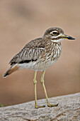 Wasser Dickknee ,Wasser Dikkop, ,Burhinus Vermiculatus, Krüger Nationalpark, Südafrika, Afrika