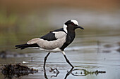 Blacksmith Plover ,Schmied Kiebitz, ,Vanellus armatus, Krüger Nationalpark, Südafrika, Afrika