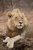 Löwe ,Panthera leo, Krüger Nationalpark, Südafrika, Afrika