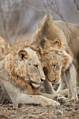 Zwei Löwen ,Panthera Leo, begrüßen einander, Kruger National Park, Südafrika, Afrika