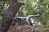 Verreauxs Uhu ,Großer Uhu, ,Bubo lacteus, Erwachsener und Küken auf ihrem Nest, Krüger Nationalpark, Südafrika, Afrika
