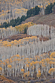 Gelbe Espen im Herbst, Uncompahgre National Forest, Colorado, Vereinigte Staaten von Amerika, Nordamerika