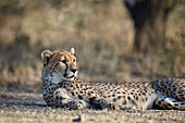 Gepard ,Acinonyx jubatus, Ngorongoro-Schutzgebiet, Tansania, Ostafrika, Afrika