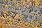 Gelbe Espen im Herbst, Uncompahgre National Forest, Colorado, Vereinigte Staaten von Amerika, Nordamerika