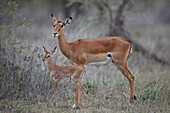Impala ,Aepyceros melampus, Damhirschkuh und Minuten altes Kalb, Ngorongoro Conservation Area, Tansania, Ostafrika, Afrika