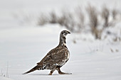 Greater sage-grouse ,Centrocercus urophasianus, in the snow, Grand Teton National Park, Wyoming, United States of America, North America