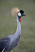 Grey crowned crane ,Southern crowned crane, ,Balearica regulorum, Ngorongoro Crater, Tanzania, East Africa, Africa