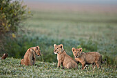 Three lion ,Panthera leo, cubs, Ngorongoro Crater, Tanzania, East Africa, Africa