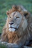 Lion ,Panthera leo, Ngorongoro Crater, Tanzania, East Africa, Africa