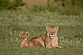 Lion ,Panthera leo, cub and its mother, Ngorongoro Crater, Tanzania, East Africa, Africa