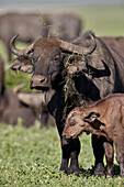 Cape buffalo ,African buffalo, ,Syncerus caffer, cow and calf, Ngorongoro Crater, Tanzania, East Africa, Africa