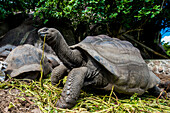 Giant Aldabra Seychelles tortoise ,Aldabrachelys gigantea, Union Estate Park, La Digue, Republic of Seychelles, Indian Ocean, Africa