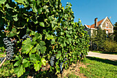 Grand Cru Reben von Château Cantenac in der Nähe dieser historischen Stadt und berühmten Bordeaux Rotweingebiet, Saint Emilion, Gironde, Frankreich, Europa