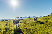 cows and mountains near Chatel-Saint-Denis, Gruyere, Kanton Fribourg, Switzerland