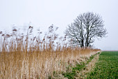 Pasture with tree and common reed in fog, Altharlingersiel, Esens, Wittmund, Ostfriesland, Lower Saxony, Germany