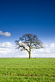 Bald oak tree on pasture, Dose, Friedeburg, Wittmund, Ostfriesland, Lower Saxony, Germany