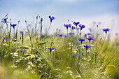 Cornflowers and camomile in barley field, Pestrup, Wildeshausen, Wildeshauser Geest, Lower Saxony, Germany